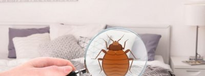 Tahta Kurusu İlaçlama